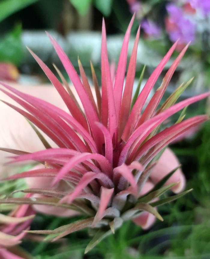 Тилландсия ионанта ред