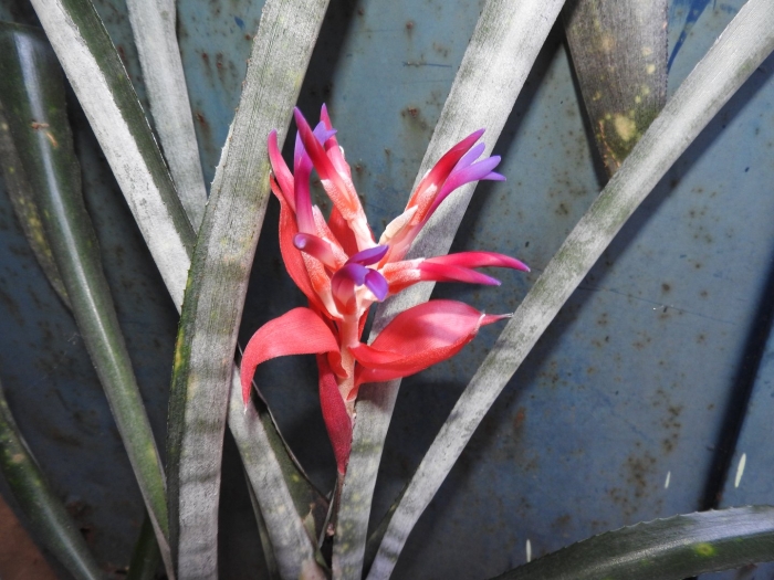 Billbergia pyramidalis