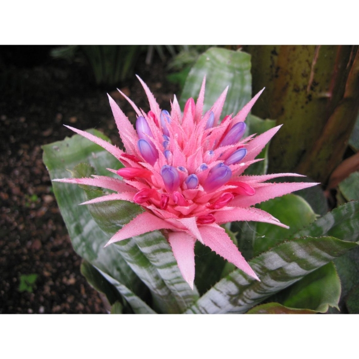 Эхмея полосатая aechmea fasciata