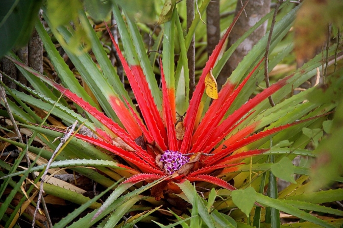 Бромелия де сапата