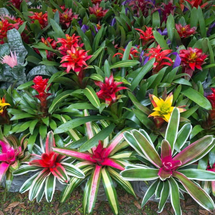 Бромелия микс цветок