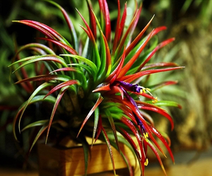 Бромелиевые тилландсия