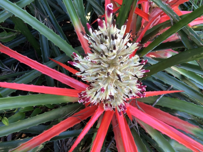 Bromelia balansae