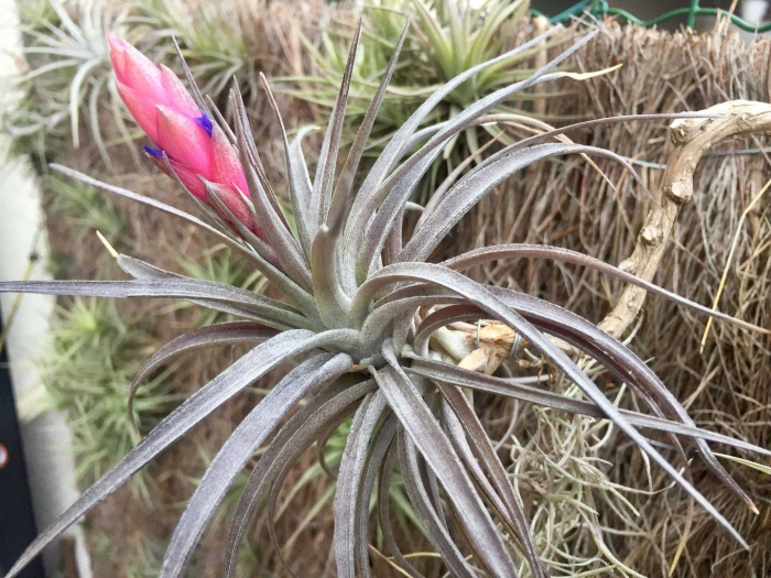 Бромелия тилландсия