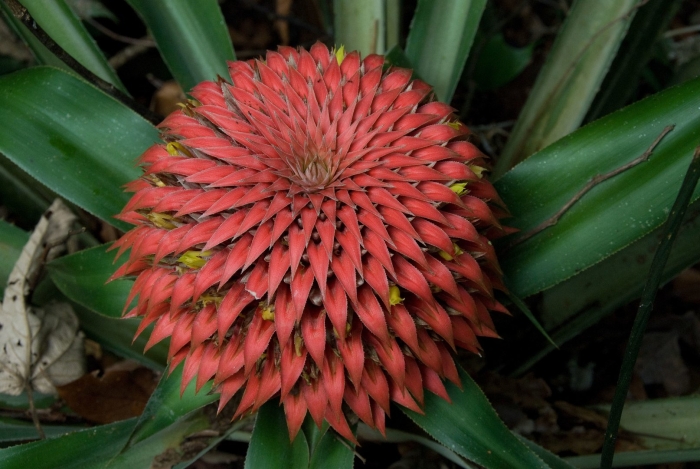 Бромелия цветок