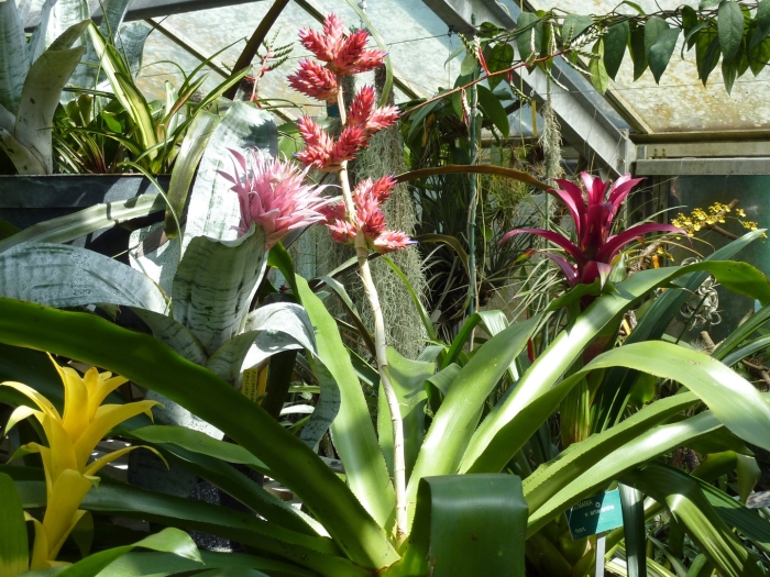 Семейство бромелиевых