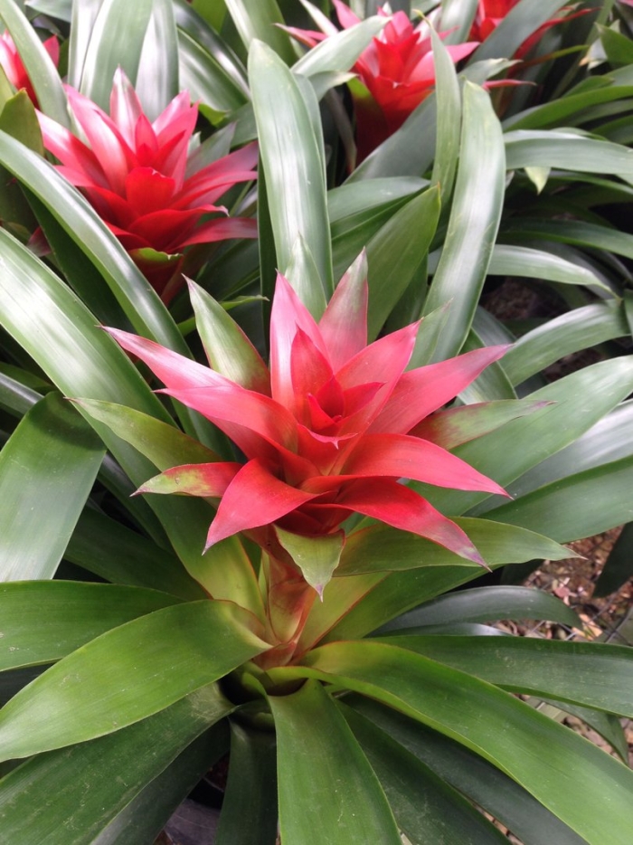 Цветок гузмания