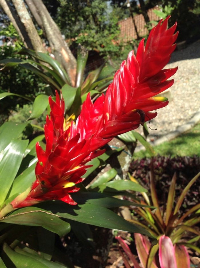 Вриезия килеватая (vriesea carinata)