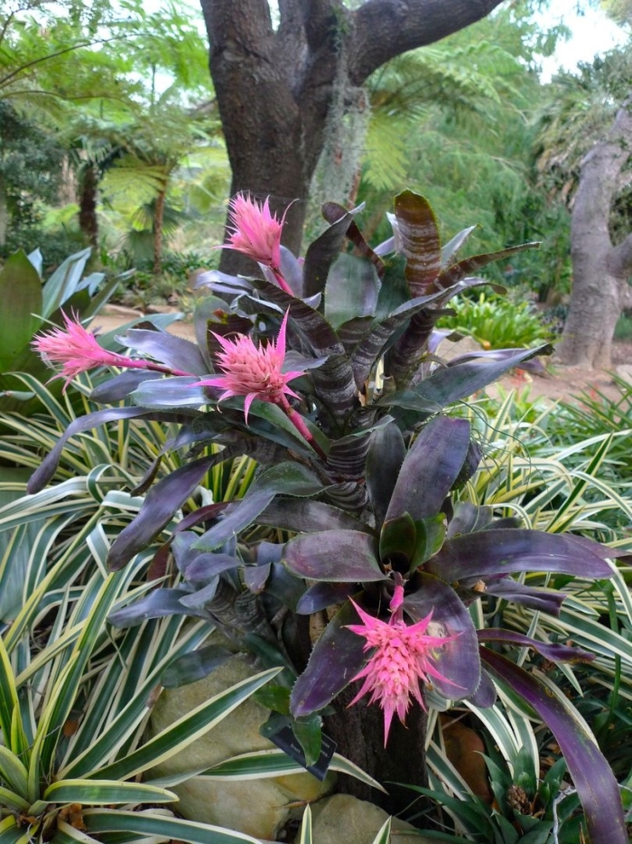 Aechmea chantinii