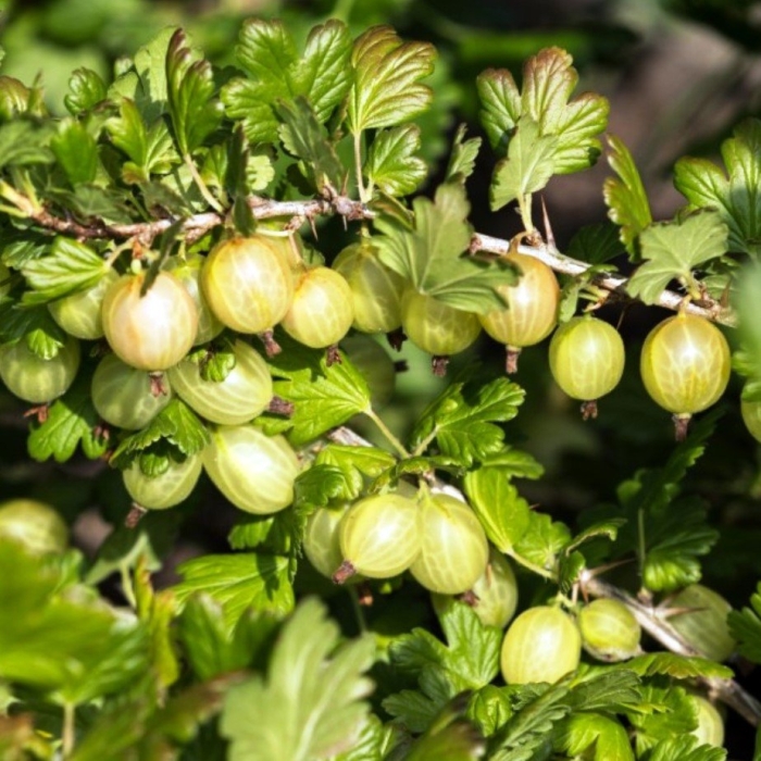 Куст крыжовника