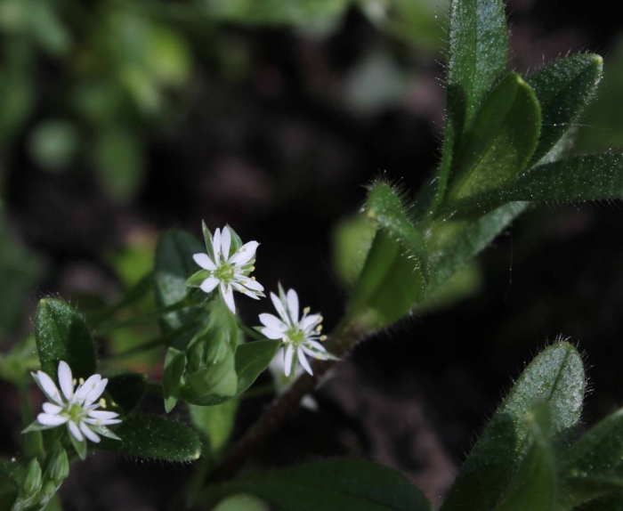 Звездчатка болотная