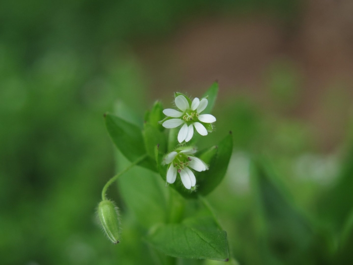 Cerastium glomeratum