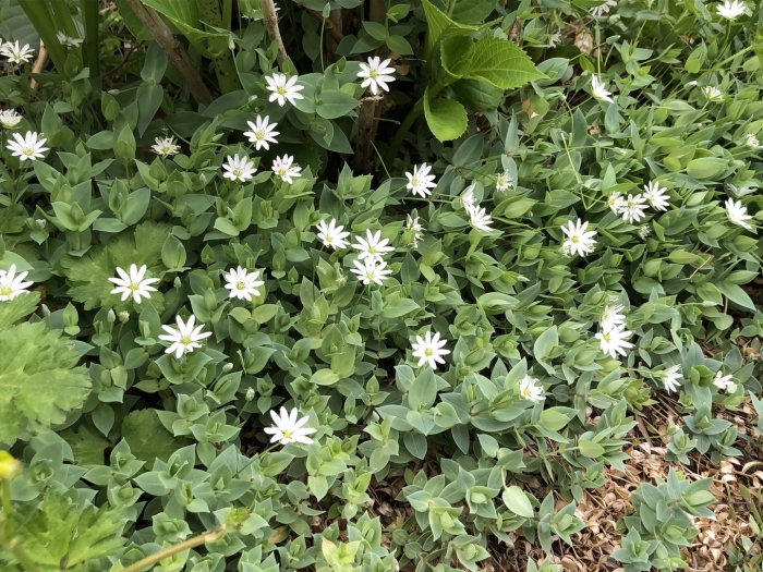 Мокрица звездчатка средняя