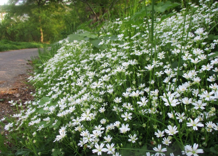 Звездчатка белый майский лесной цветок