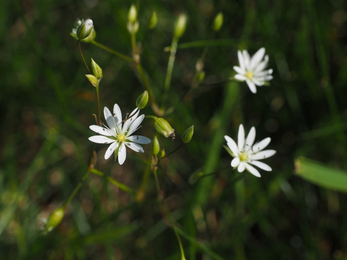 Звездчатка длиннолистная