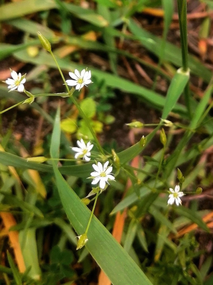 Stellaria graminea