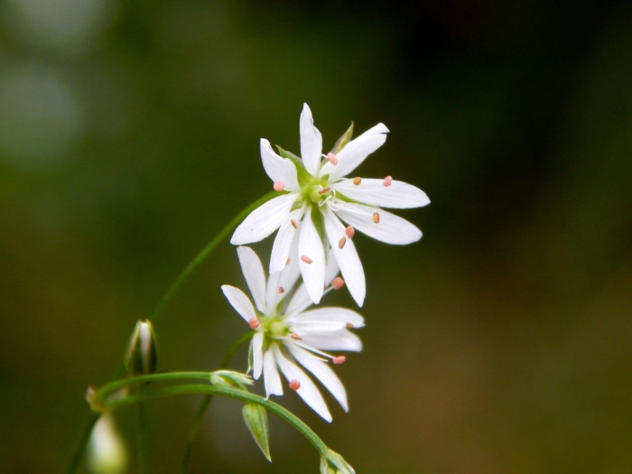 Звездчатка злаковая