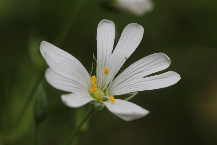 Greater stitchwort stellaria holostea
