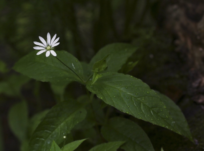 Stellaria nemorum