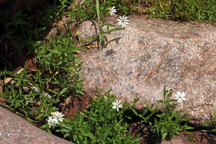 Stellaria brachypetala
