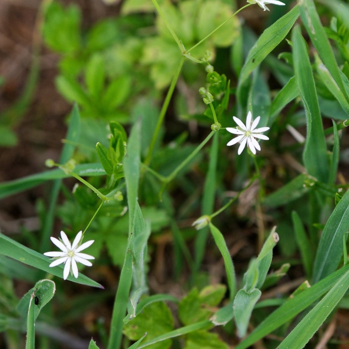 Stellaria graminea
