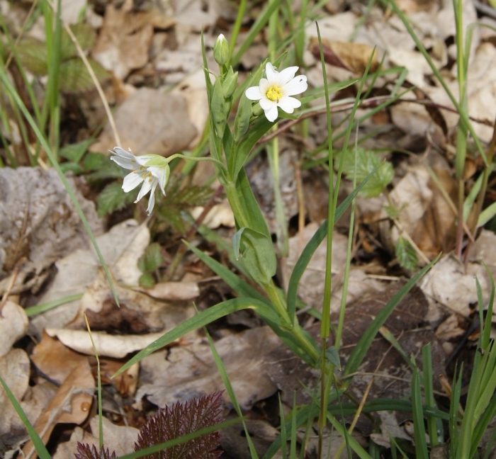 Stellaria holostea l.