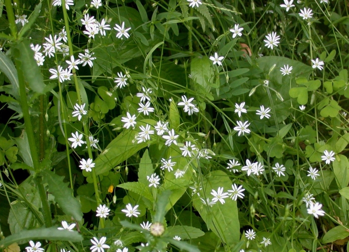 Stellaria media l плод