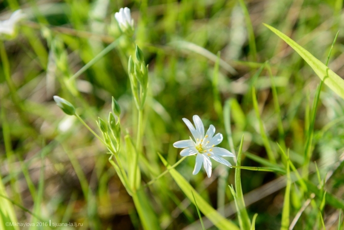 Звездчатка луговая