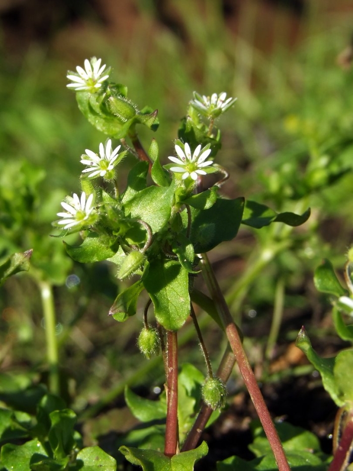 Мокрица звездчатка