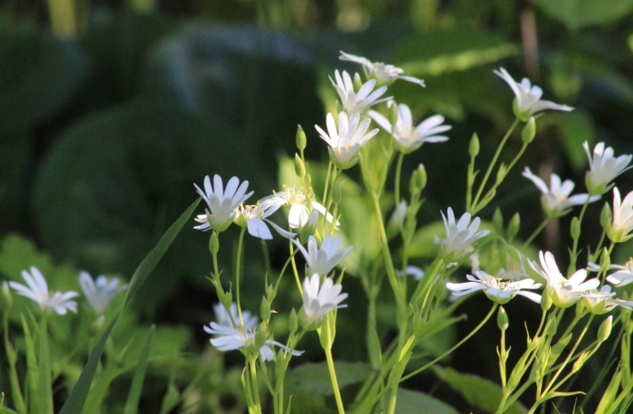 Звездчатка ланцетовидная
