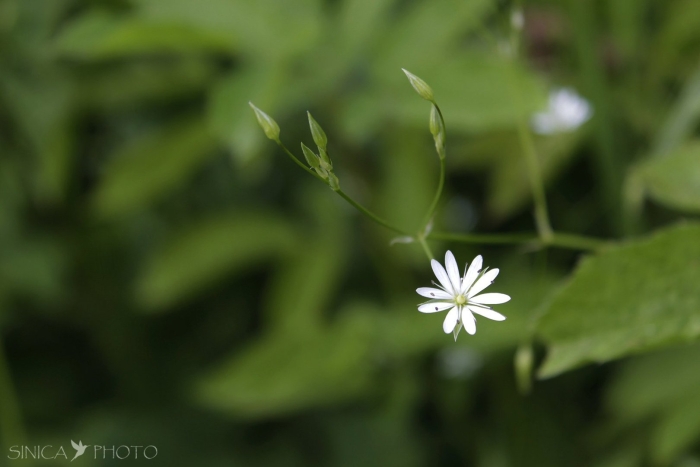 Звездчатка дубравная