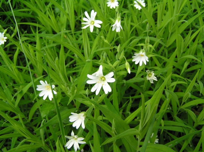 Звездчатка ланцетолистная