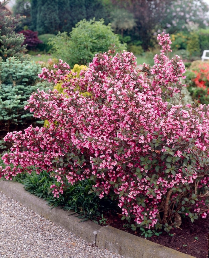 Вейгела цветущая виктория