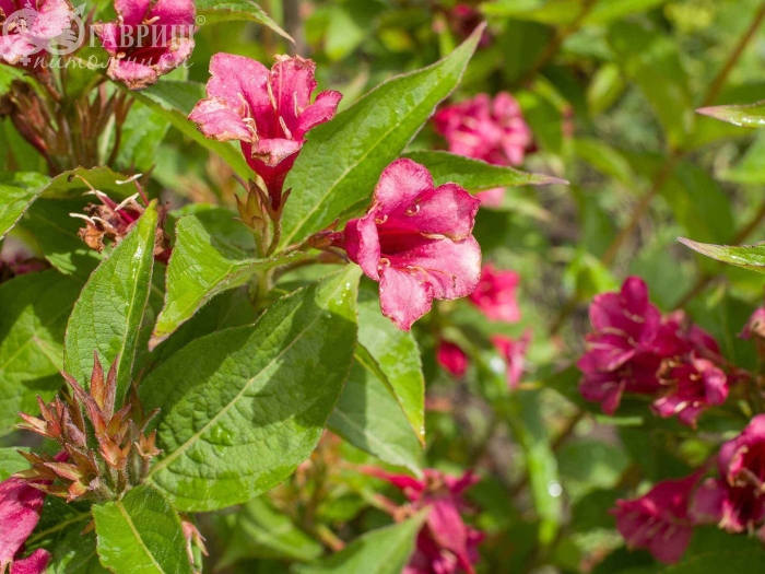 Вейгела ева ратке