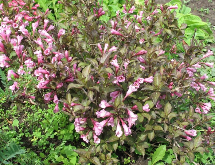 Вейгела цветущая foliis purpureis