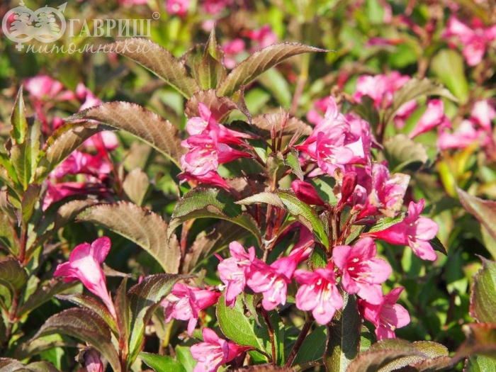 Вейгела румба куст