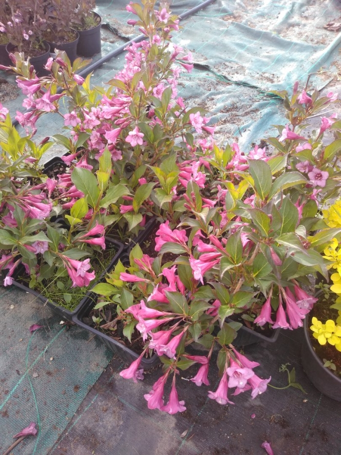 Вейгела цветущая санни принцесс