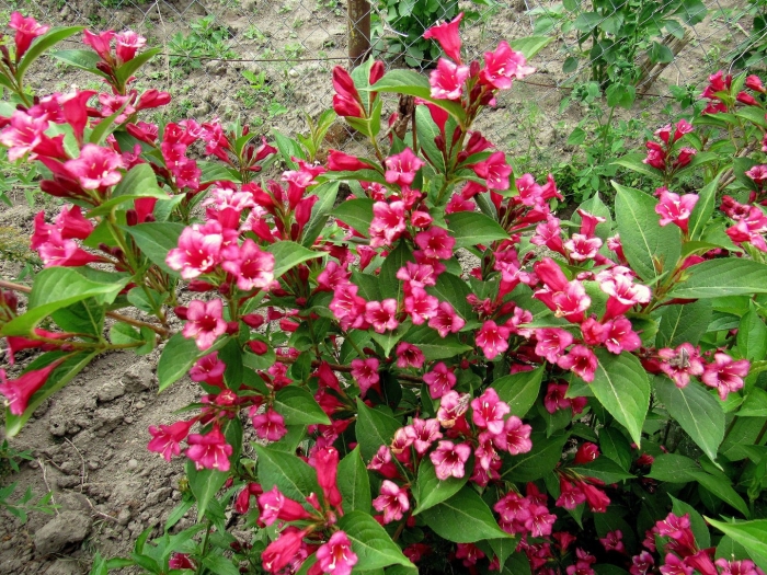 Вейгела ред принц