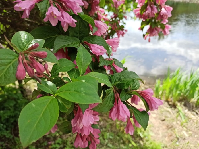 Вейгела ранняя (weigela praecox bouquet rose p9)