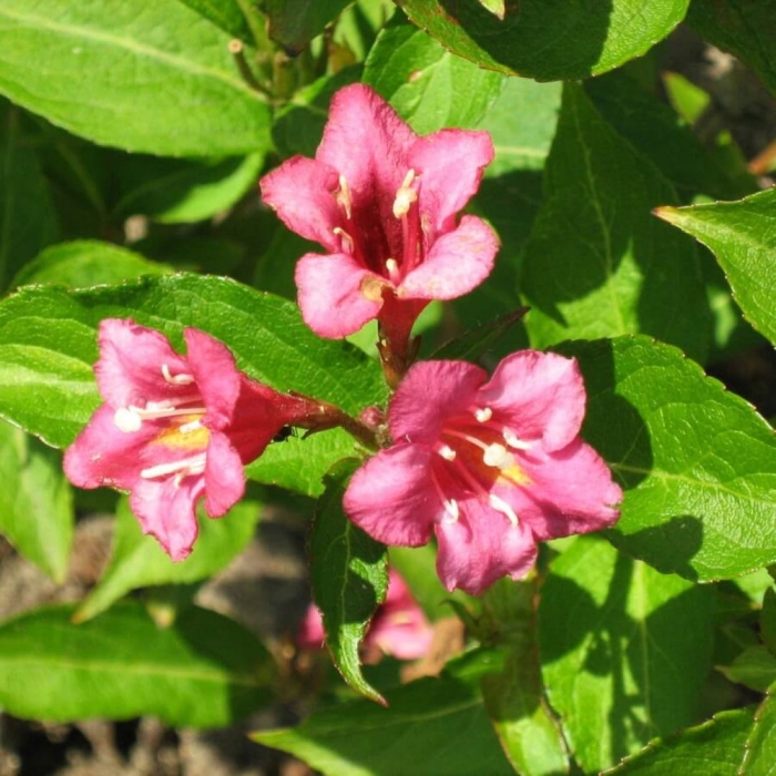 Цветок вейгела