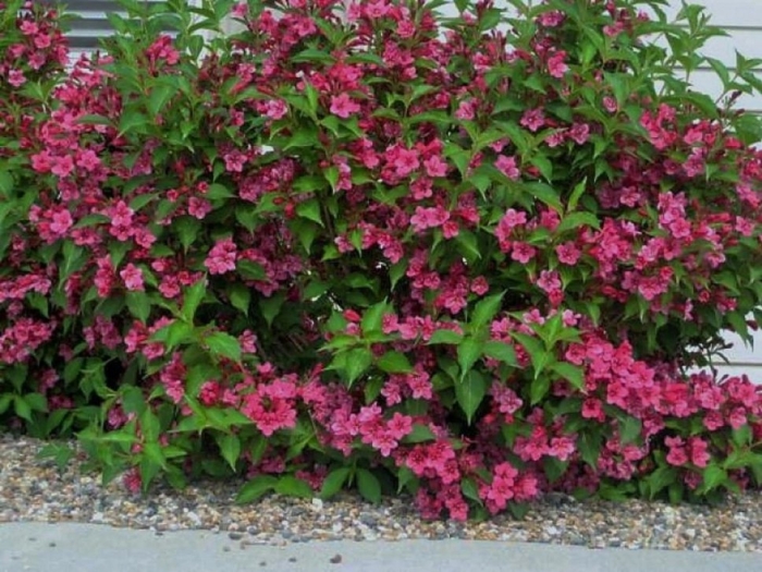 Вейгела ева ратке куст