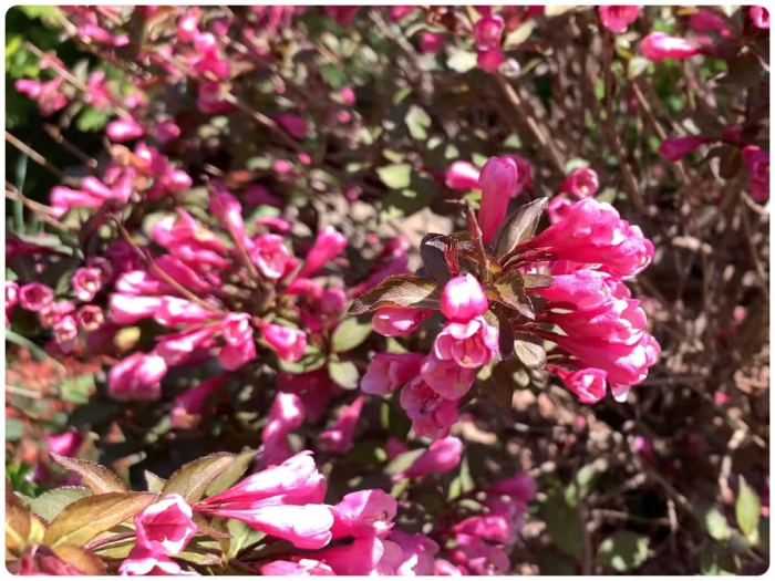 Вейгела флорида виктория