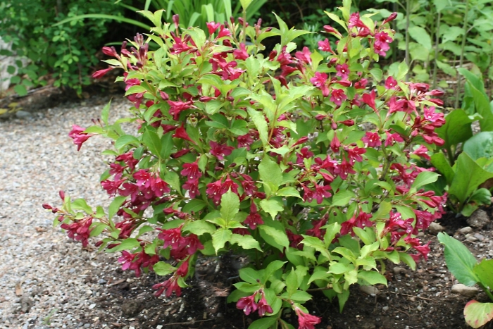 Вейгела боскоп глори