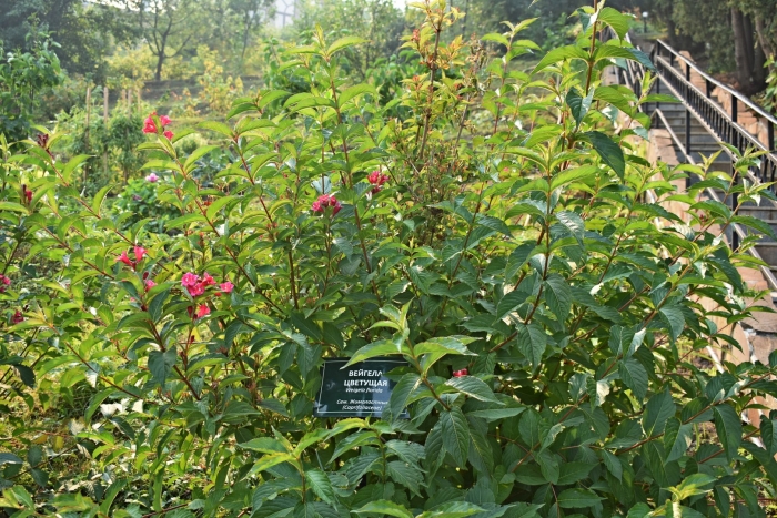 Вейгела бристоль руби