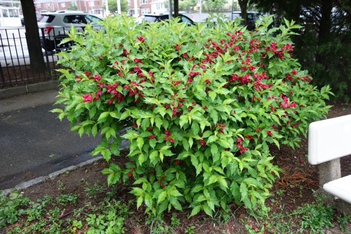 Вейгела эльвира