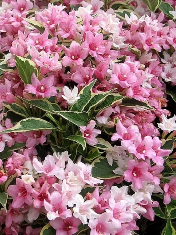 Вейгела цветущая нана