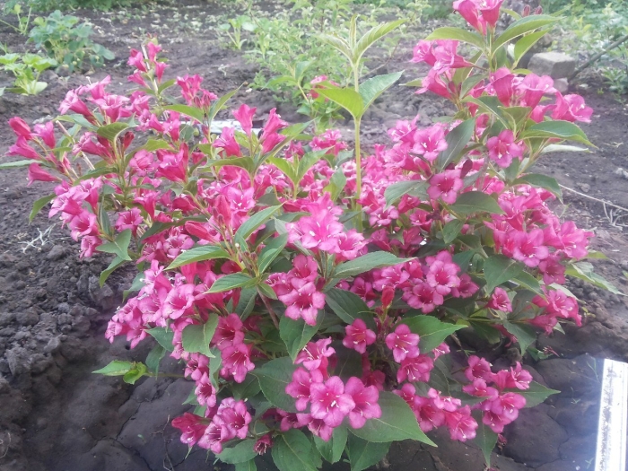 Вейгела колсун