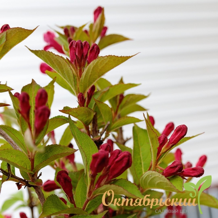 Вейгела цветущая bristol ruby