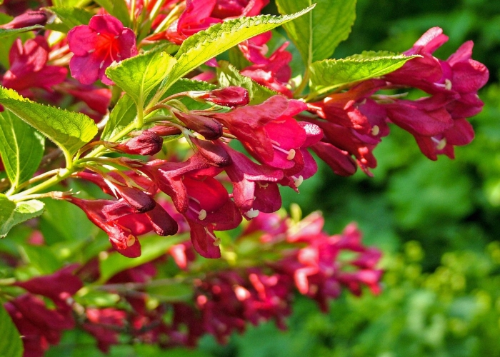 Вейгела цветущая red prince