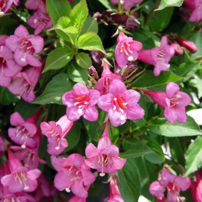 Вейгела pink princess